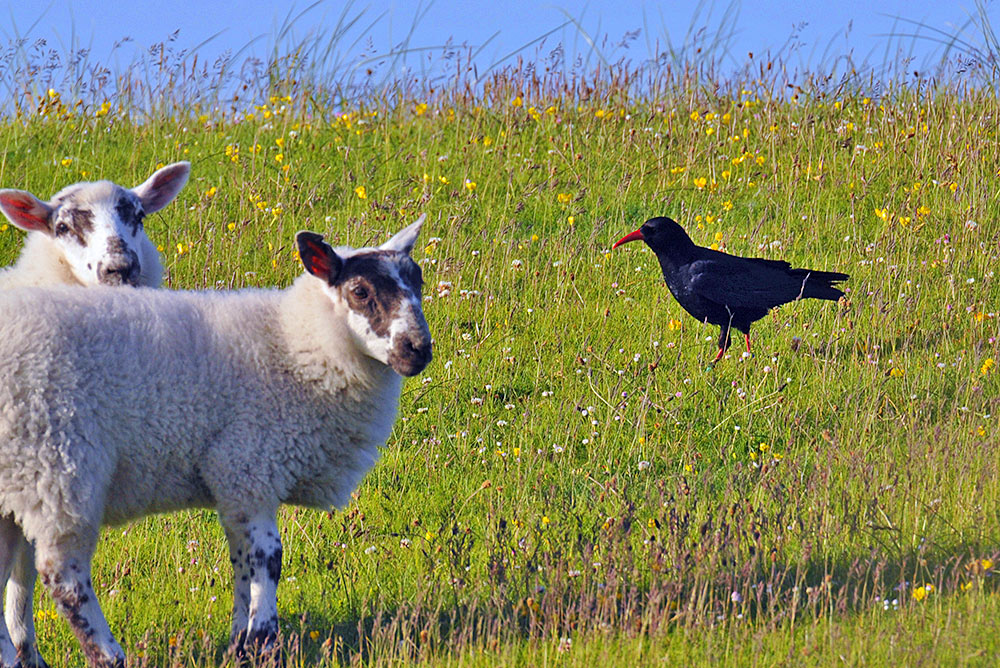 Picture of two sheep and a Chough in a machair