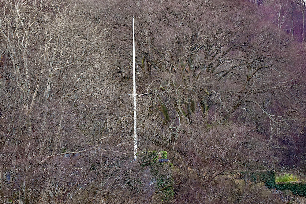 Picture of a Golden Eagle flying past a flag pole surrounded by trees