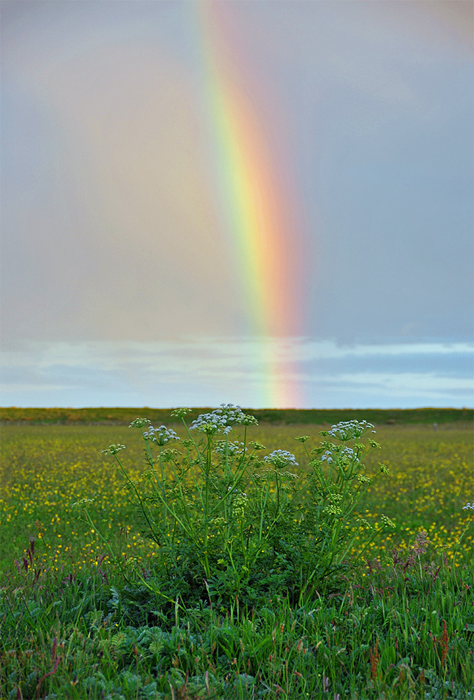 Picture of a rainbow over a meadow with lots of flowers