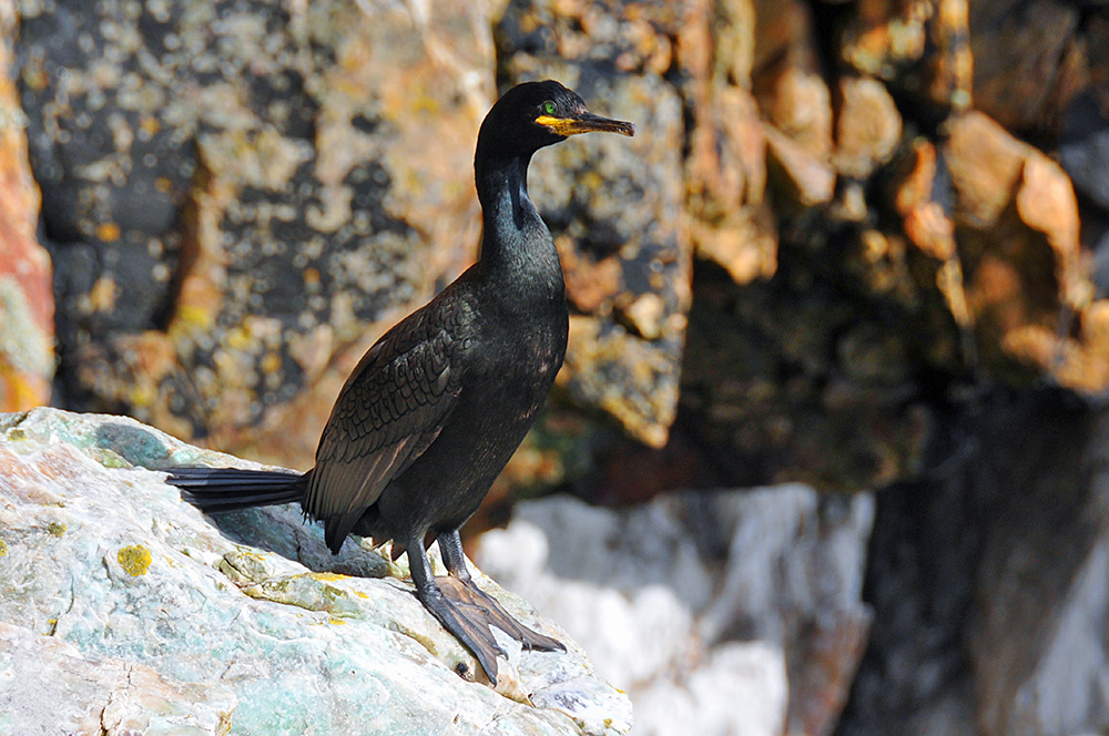 Picture of a Shag resting on cliffs in the sunshine