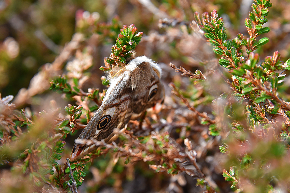 Picture of an Emperor Moth sitting on some heather