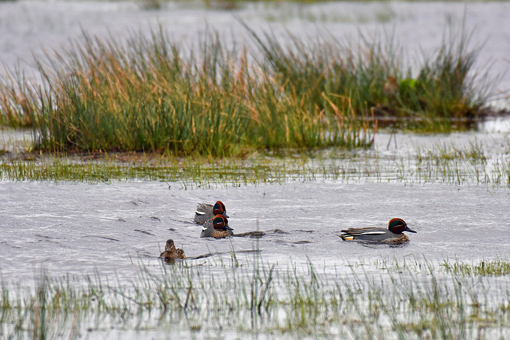 Picture of some Teal Ducks swimming a wetland