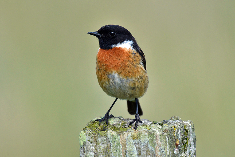 Picture of a male Stonechat sitting on a post