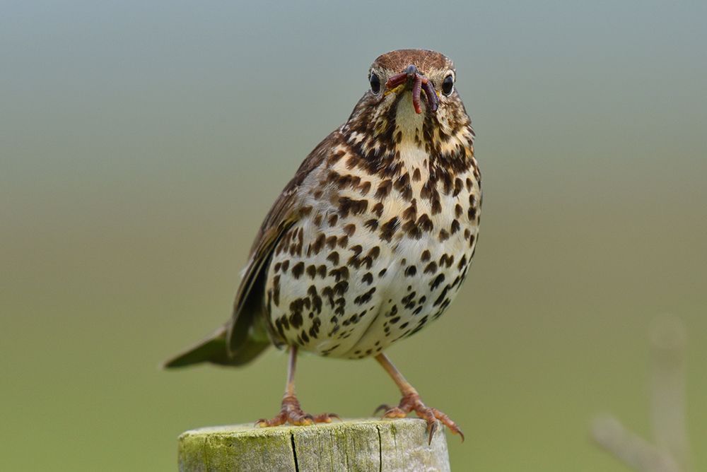 Picture of a Mistle Thrush with food in its beak, sitting on a fence post