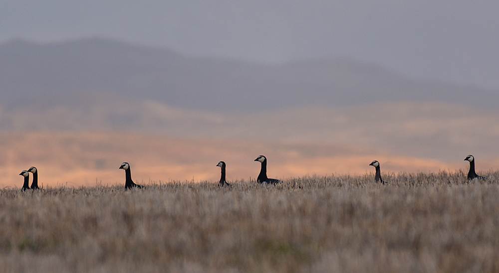 Picture of a handful of Barnacle Geese in a field, mostly only their necks and heads are visible