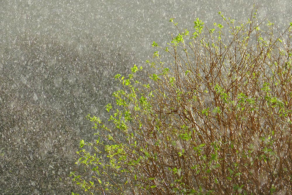 Picture of some very heavy rain falling over a bush
