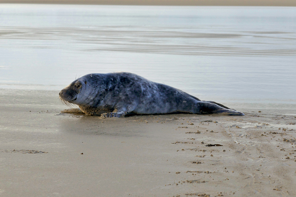 Picture of a seal on a beach