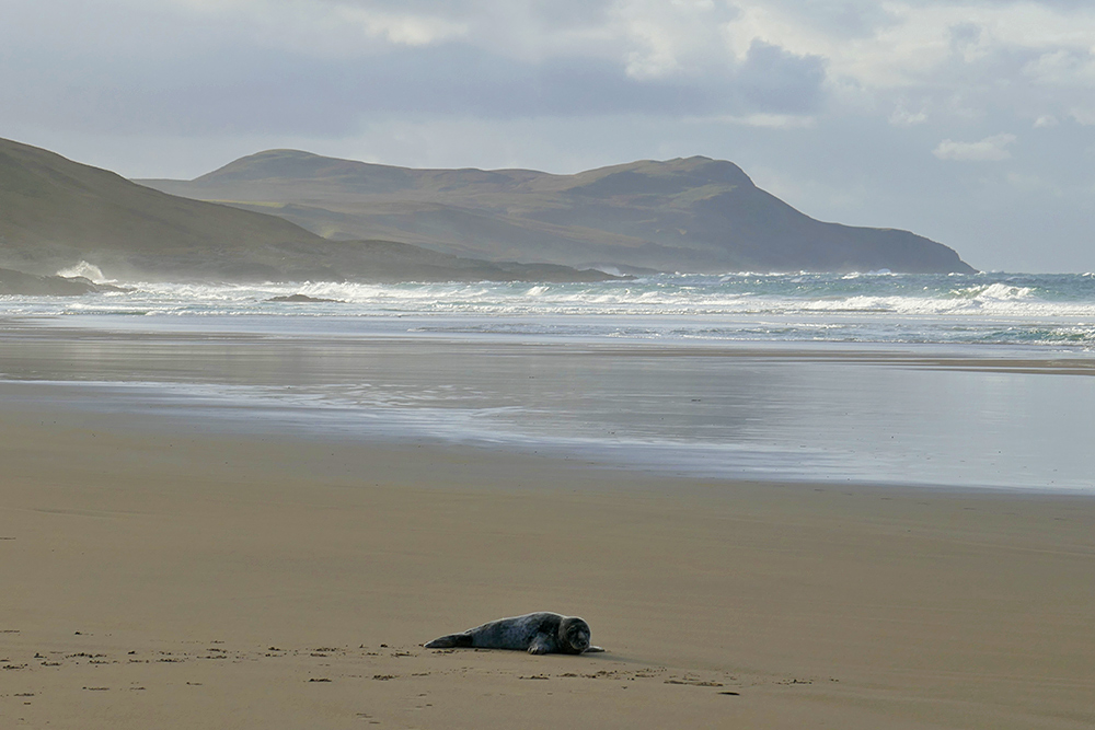 Picture of a Seal on a wide beach