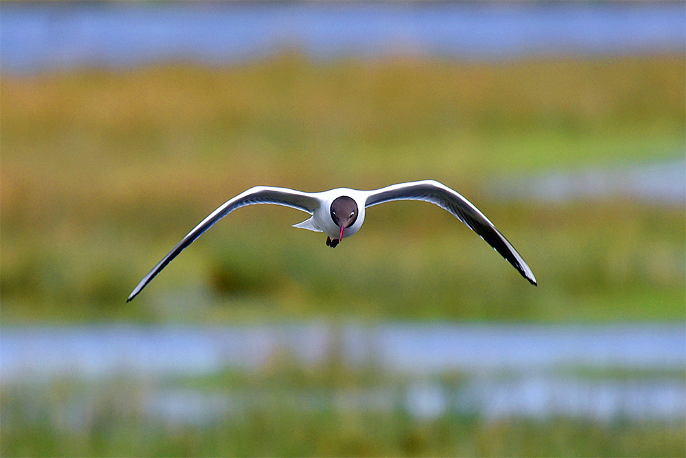 Picture of a Black-Headed Gull in flight, taken from the front
