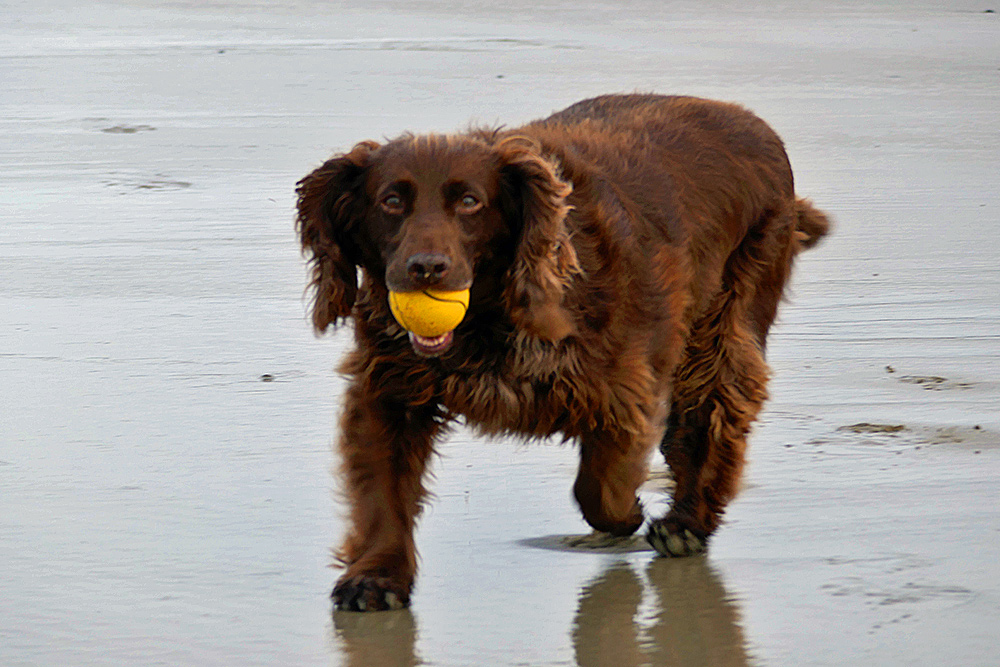 Picture of a brown dog carrying a yellow tennis ball in its mouth