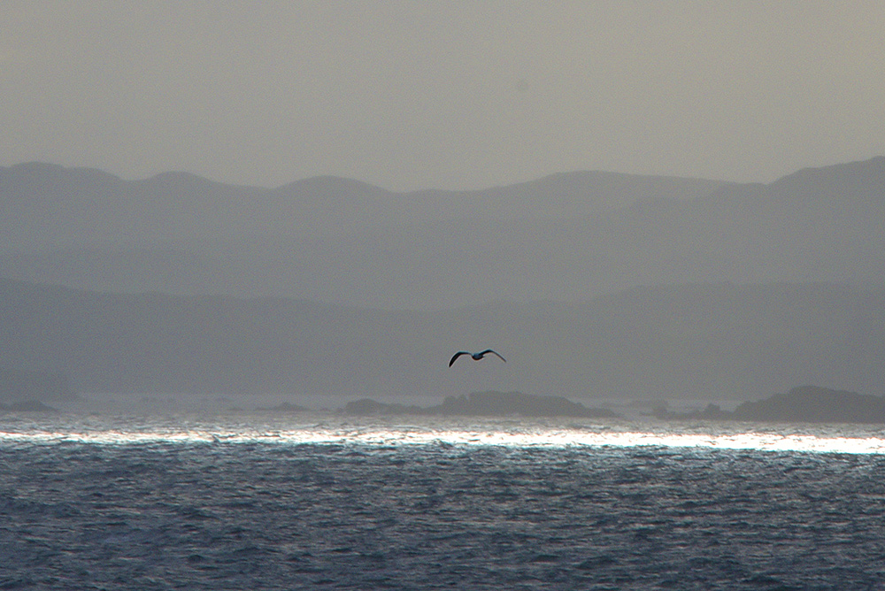 Picture of a hazy coast with a lone bird flying in front