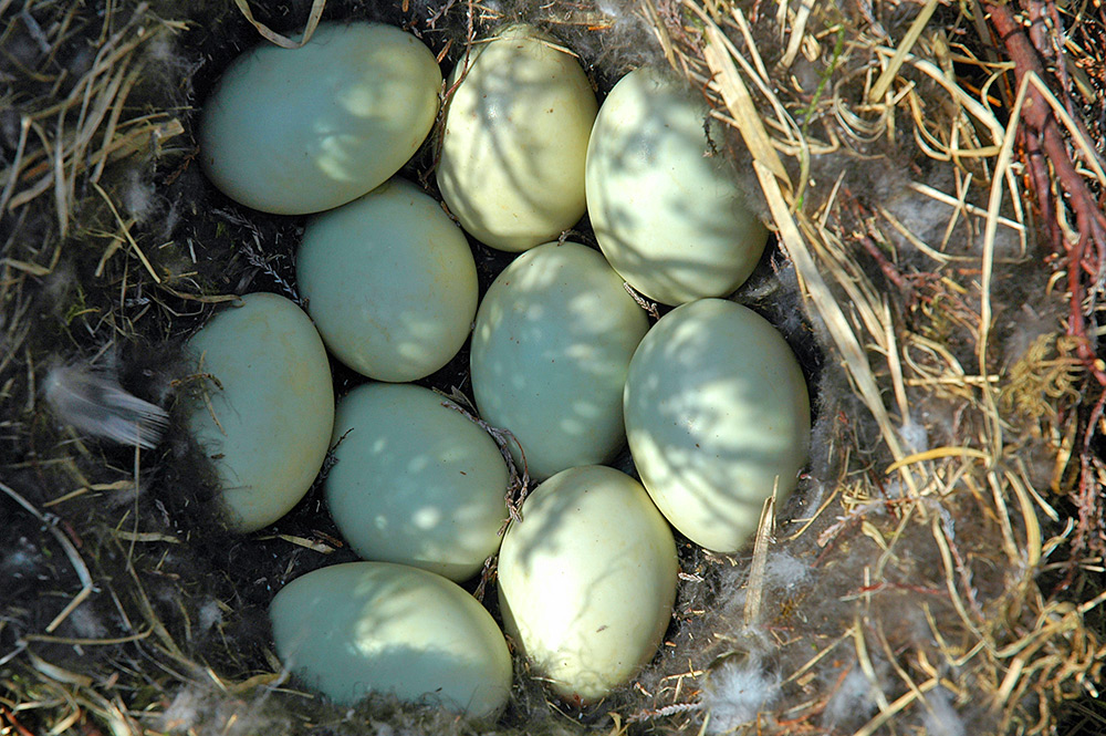 Picture of 10 eggs in a nest of a ground nesting bird