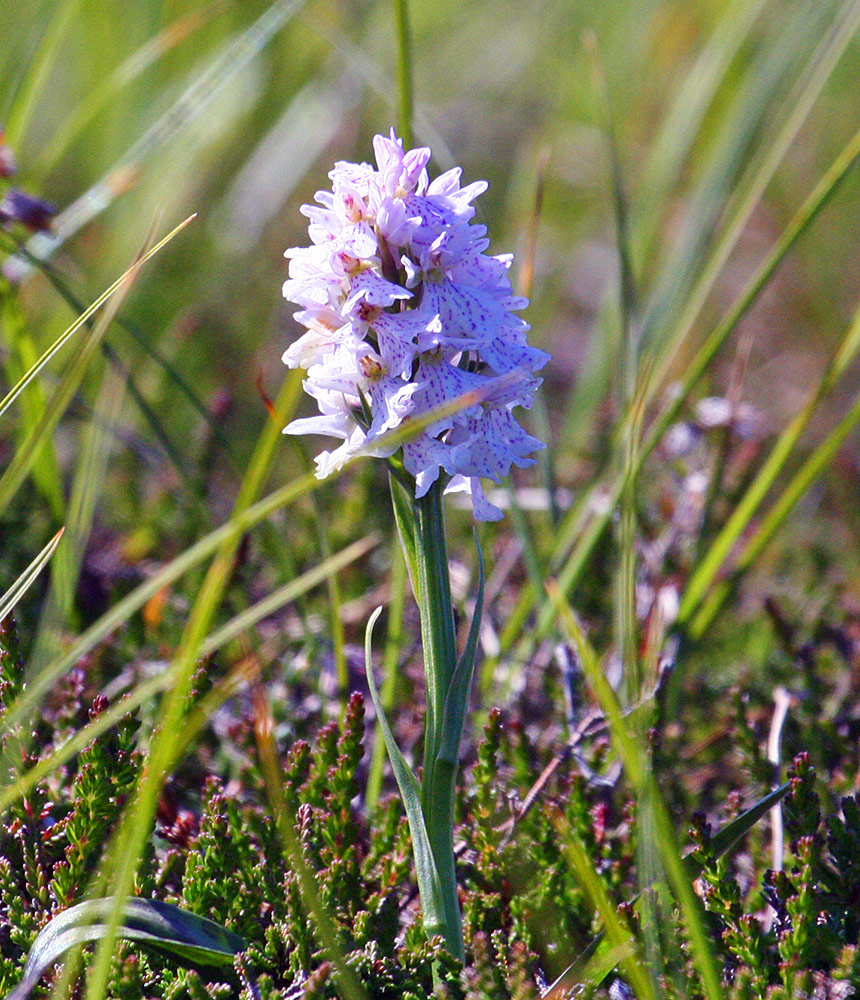 Picture of an Orchid in flower, heather in the background