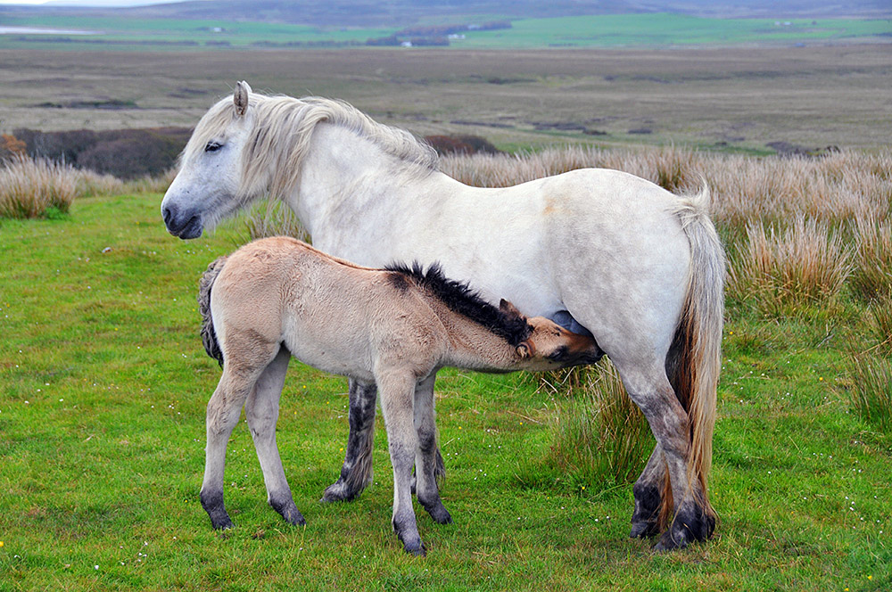Picture of a young horse suckling at its mother