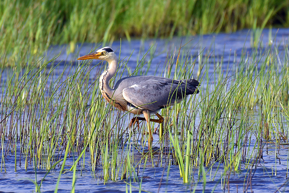 Picture of a Heron wading through a flooded reed bed.