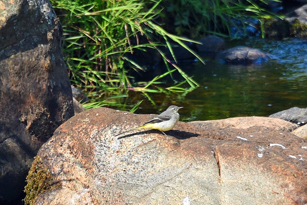 Picture of a Grey Wagtail on a stone in a burn/stream