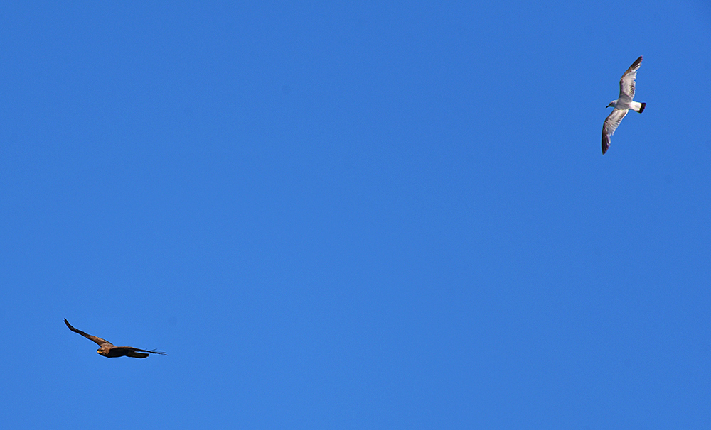 Picture of a Buzzard and a Gull in flight under a blue sky