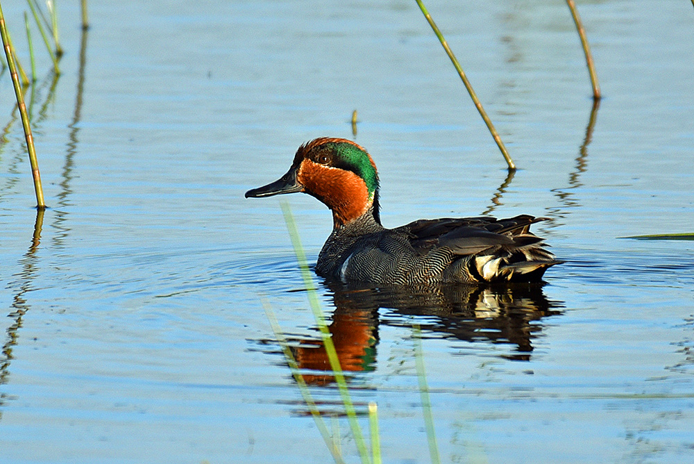 Picture of a Green-Winged Teal duck