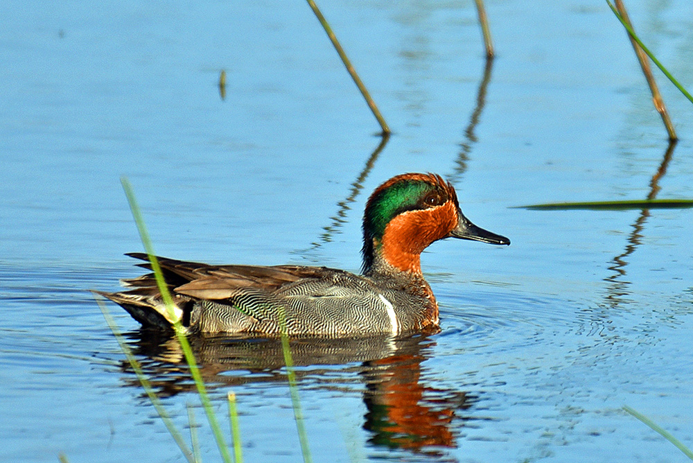 Picture of a Green-Winged Teal Duck