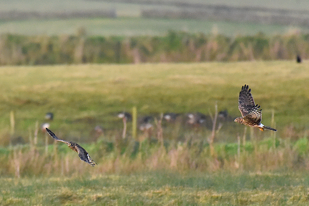 Picture of two Hen Harriers in flight