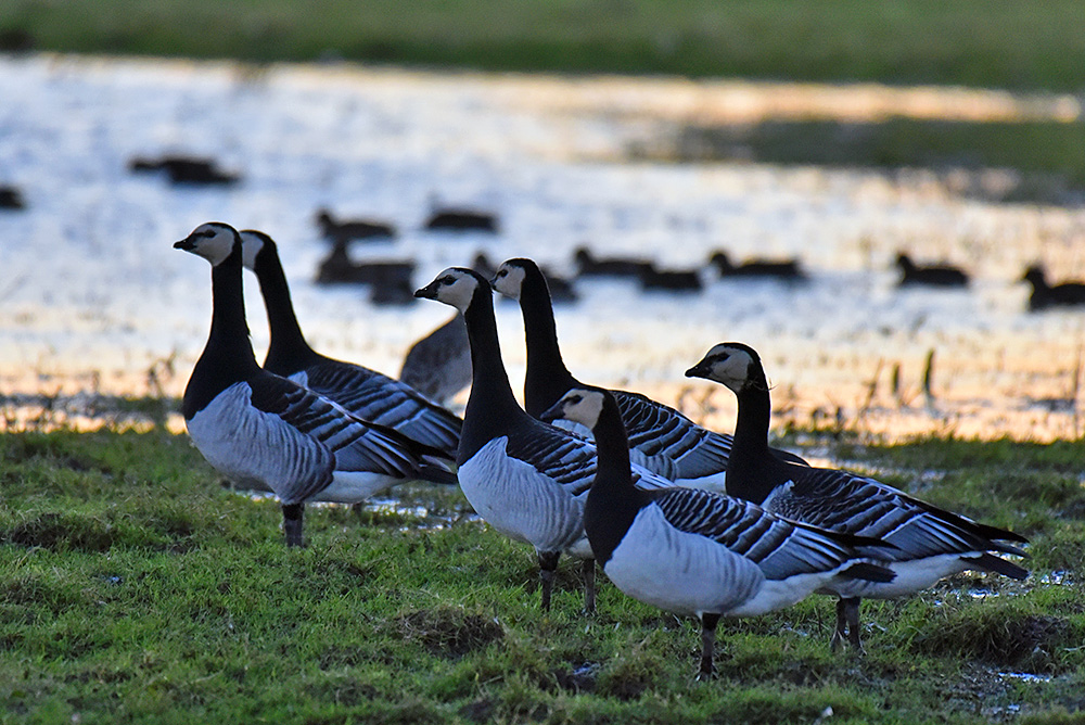 Picture of six Barnacle Geese in some mild November afternoon light, ducks in the background