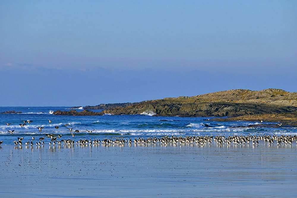 Picture of some Barnacle Geese on a beach