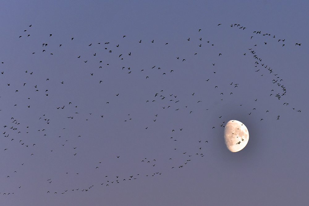 Picture of a large flock of birds flying past the afternoon Moon