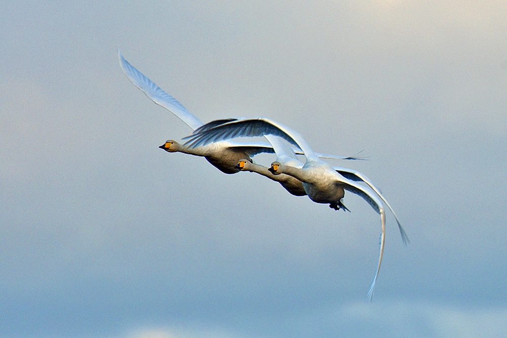 Picture of three Whooper Swans in flight, seen from the front