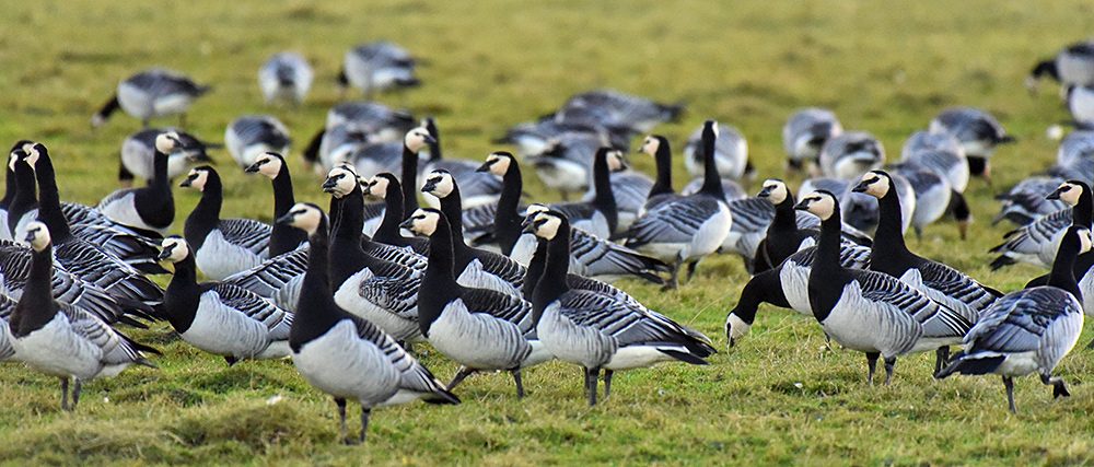 Picture of some Barnacle Geese in a field