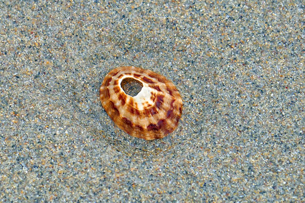 Picture of a shell with hole in the top lying on a beach