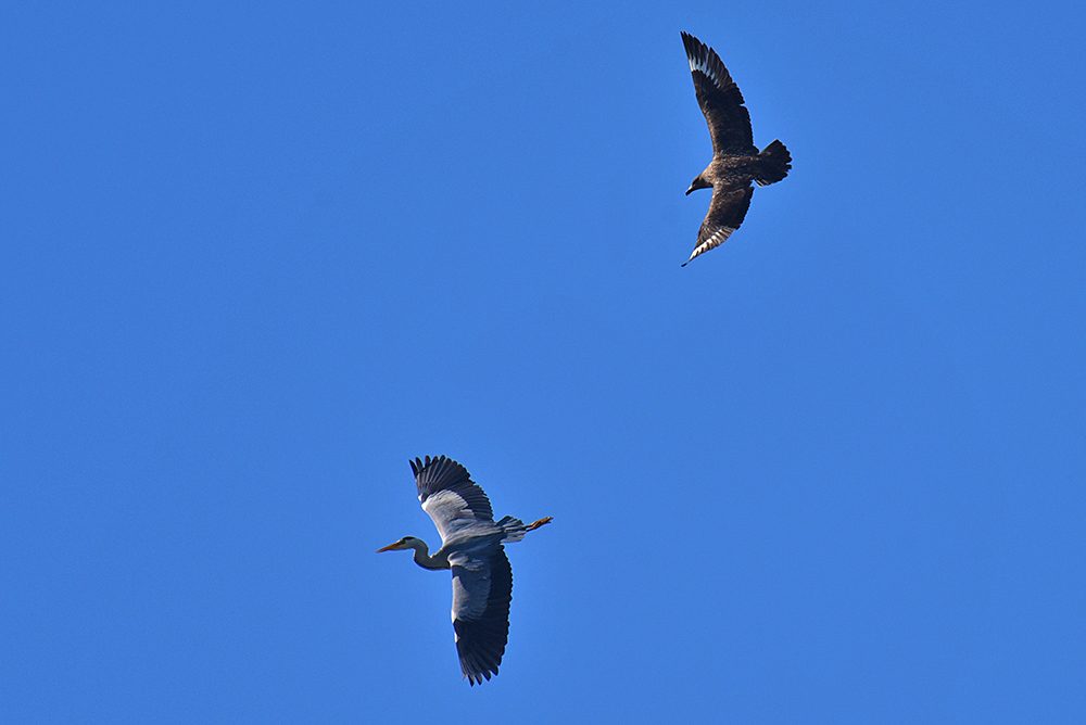 Picture of a Great Skua /Bonxie flying behind a Heron