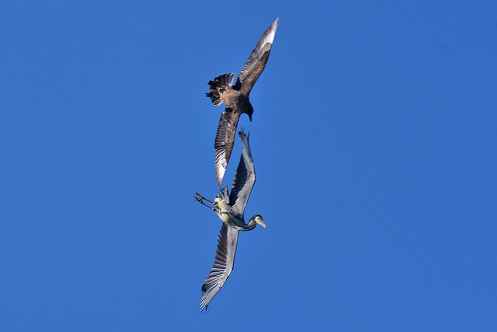 Picture of a Great Skua / Bonxie attacking a Heron