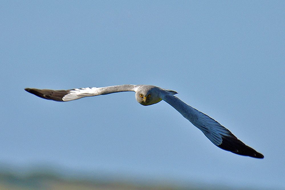 Picture of a male Hen Harrier flying straight at us