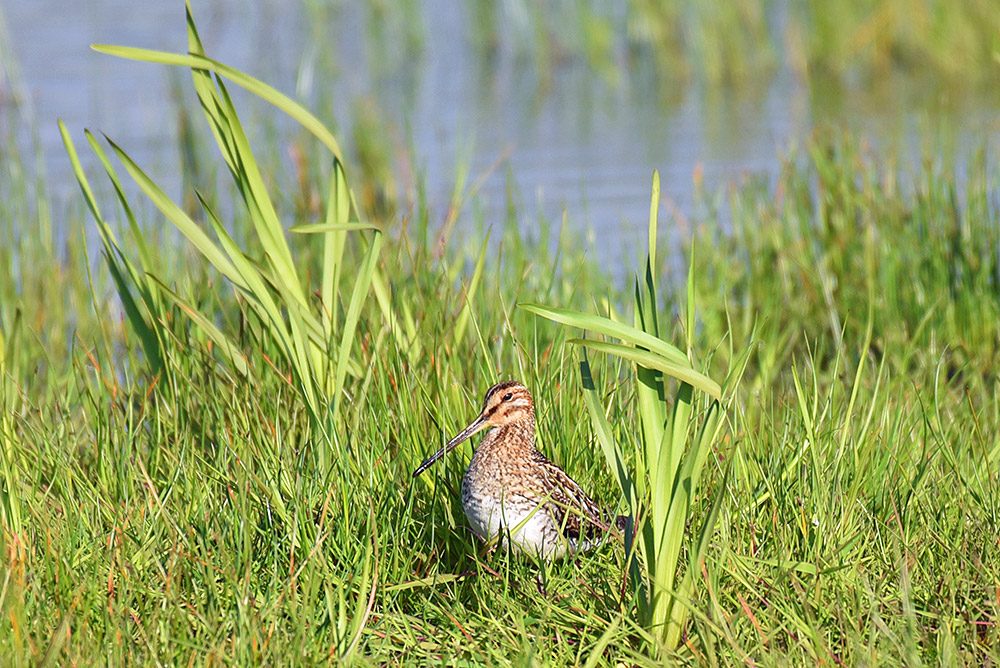 Picture of a Snipe sitting in grass next to some water