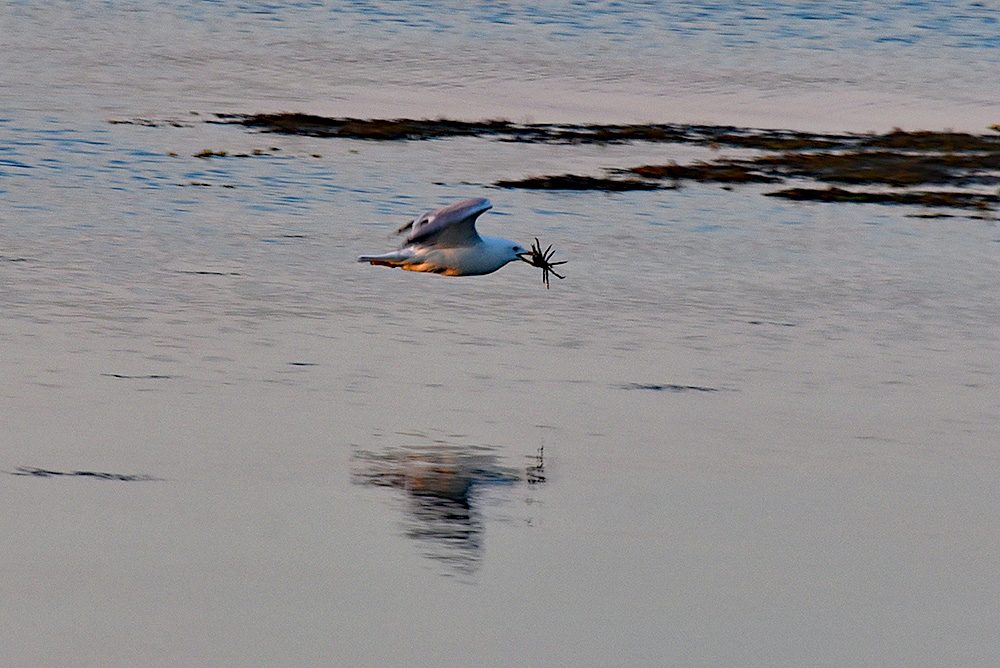 Picture of a Gull flying past with its catch (believed to be a crab) in its beak