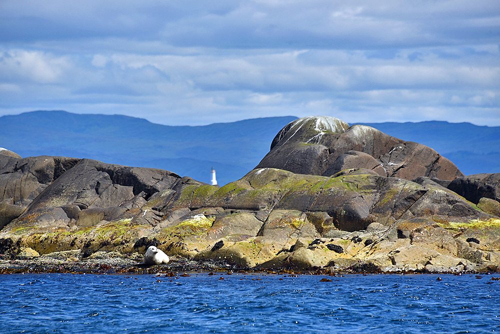 Picture of a large Seal on some rocks, a lighthouse visible behind the rocks