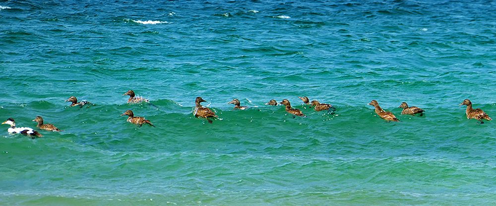 Picture of 14 Eider Ducks (13 female and 1 male) swimming in the surf in a bay