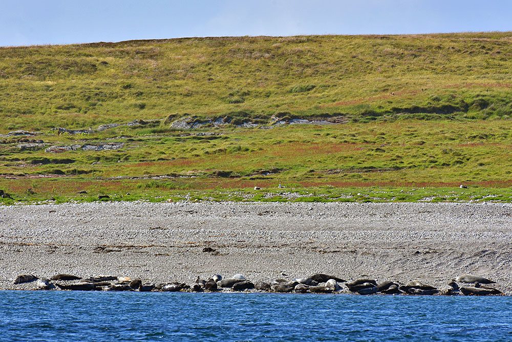 Picture of Seals on a pebble beach, seen across the water