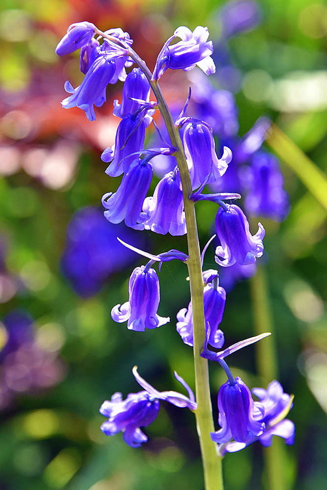 Picture of a bluebell in the sun