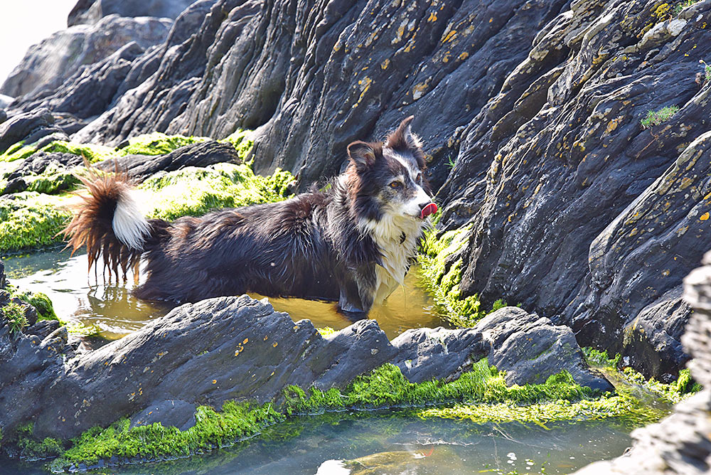 Picture of a black and white Sheepdog in a rock pool, licking its nose with its tongue out