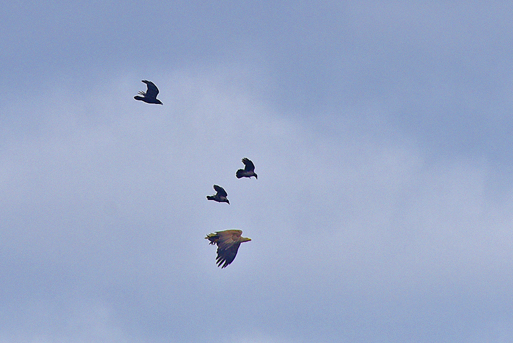 Picture of a Golden Eagle in flight, pursued by some crows, believed to be Hooded Crows