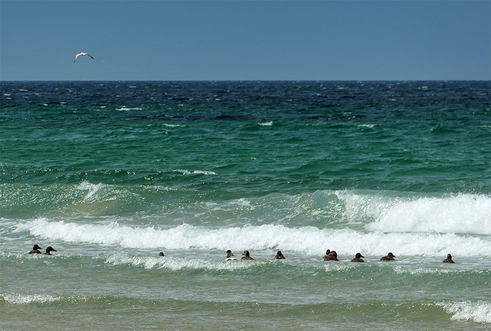 Picture of several ducks in the surf just off a beach, a gull flying past as well
