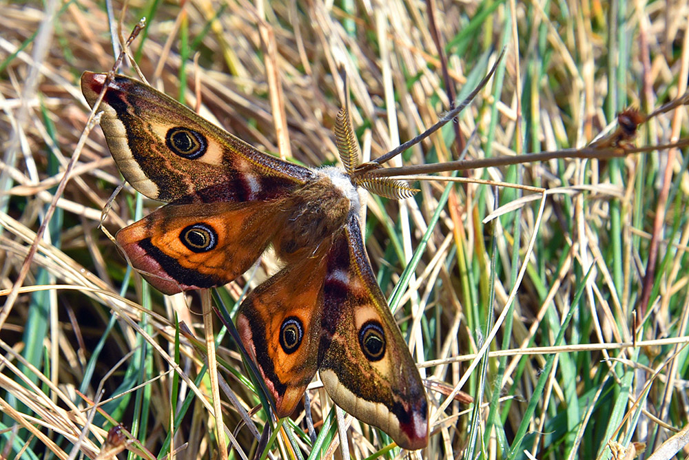 Picture of an Emperor Moth in high grass