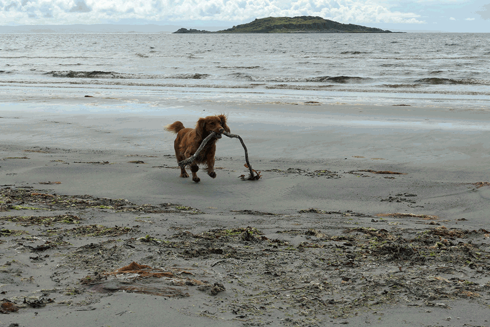 Animated picture of a dog returning a piece of seaweed