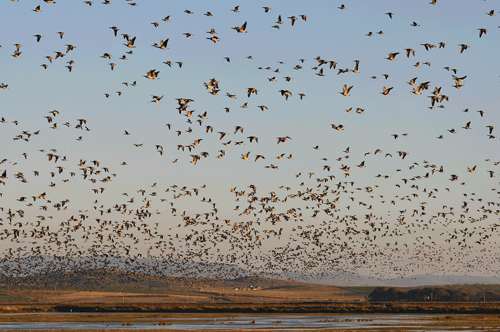 Animated picture of thousands of Barnacle Geese lifting off from a nature reserve on Islay, Scotland