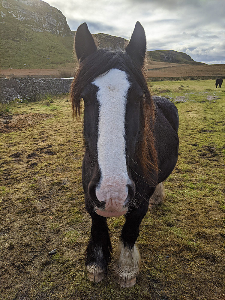 Picture of a horse in a field, crags behind it