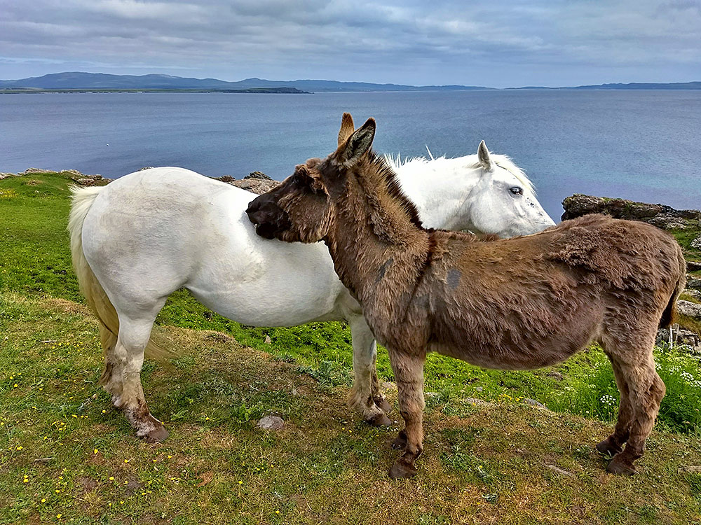 Picture of a horse and a donkey tending each other, cleaning their fur