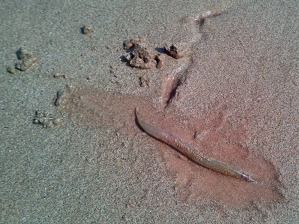 Picture of a lugworm on a beach