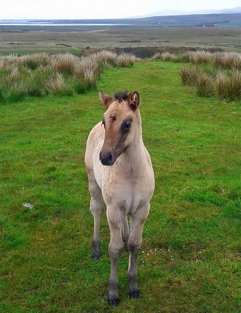 Picture of a young horse on a hilly paddock, a sea loch in the distance