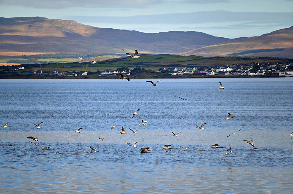 Picture of various birds feeding on a sea loch, a coastal village visible in the distance on the other side of the loch